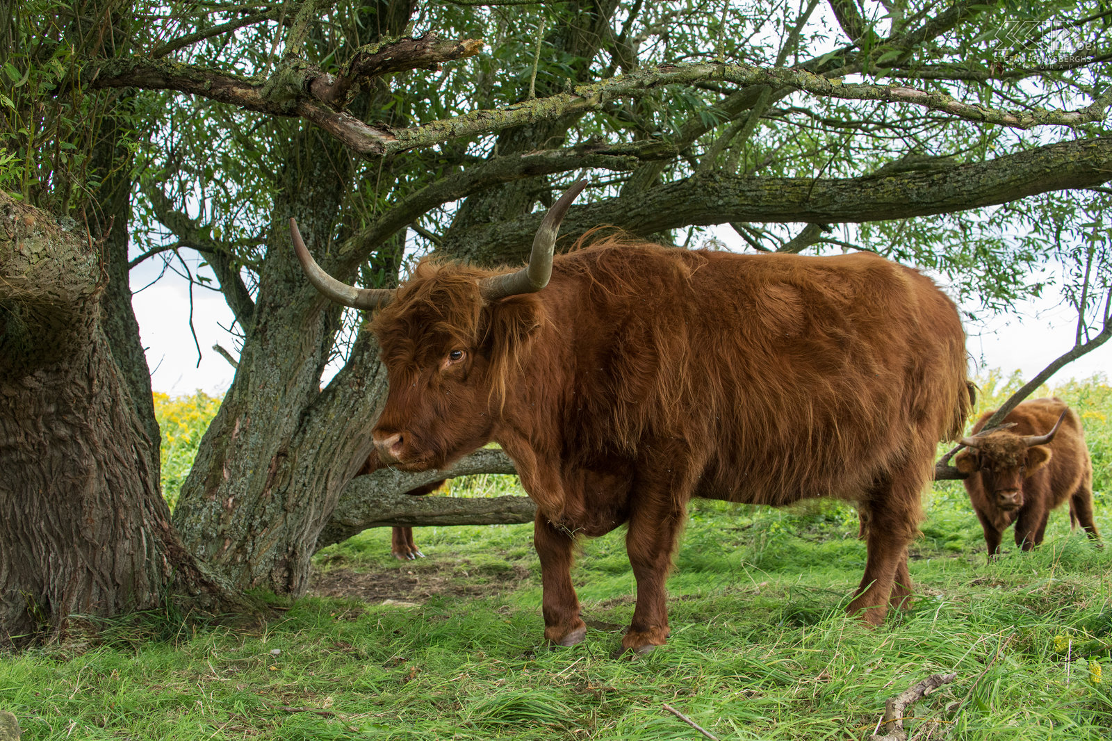 Tiengemeten - Schotse hooglanders Foto’s van een weekendje wandelen op het natuureilandje Tiengemeten in Noord-Holland. In 2006 werd Tiengemeten omgevormd van landbouwgrond naar natuur en nu staat het vol met wilde bloemen, zijn er vele wondermooie velden met gele guldenroede, grazen er semi-wilde Schotse hooglanders en zijn ook watervogels er talrijk. Stefan Cruysberghs